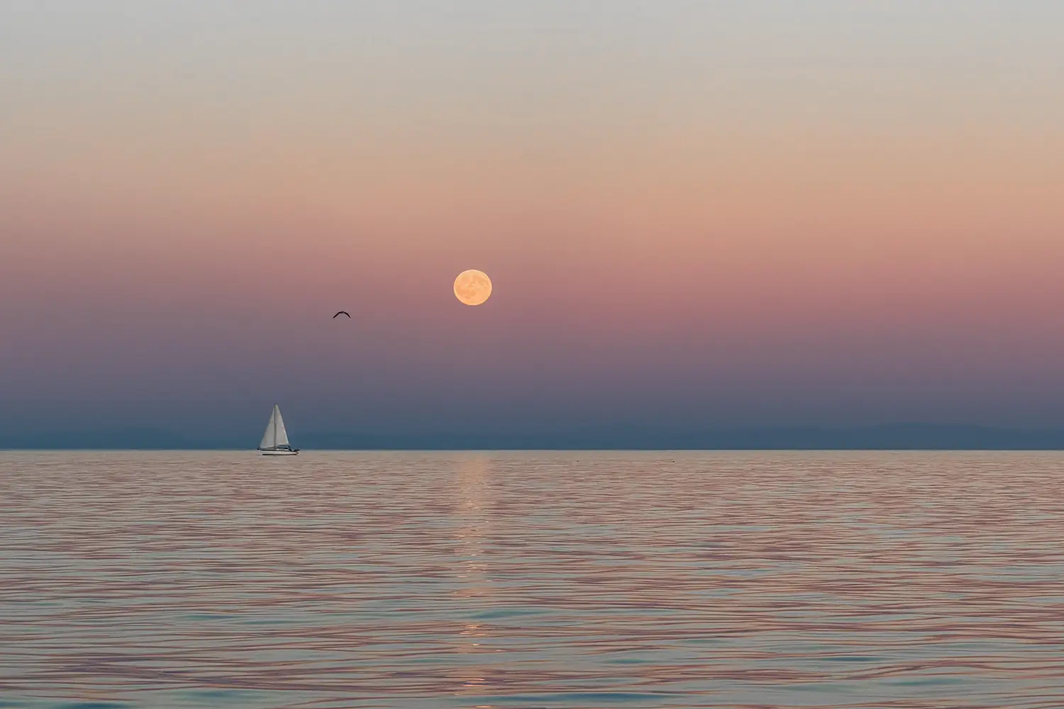 Mare navigare barca Luca gabbiano colori tranquillità